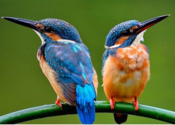 Njësoj si njerëzit, edhe zogjtë mund të divorcohen për arsye tradhtie –