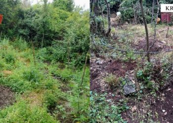 Krujë, asgjësohen 203 bimë kanabisi –