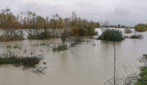 Krujë, reshjet përmbysin tokat me mbjella. Fermeri: Dëmi i madh, po falimentoj