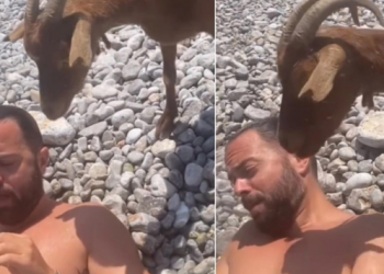 Situatë komike në plazh, pushuesi sulmohet nga dhitë –