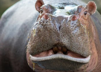 “Hipopotamët e kokainës”, një dhimbje koke për Kolumbinë –