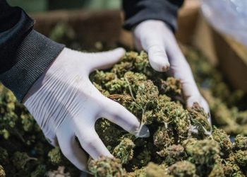 Vetëm përpara, Shqipëria parakalon edhe Meksikën për prodhimin e kanabisit –