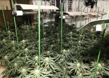 Parcela me kanabis në Malësi të Madhe, arrestohen 3 persona, shpallet në kërkim roja i armatosur –