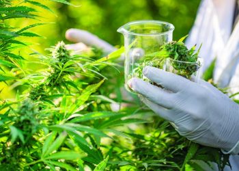 Rreziqet dhe fitimet e ligjërimit të kanabisit –