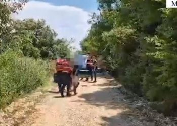 Asgjësohen 70 bimë kanabis në Manzë të Durrësit, arrestohen tre persona –