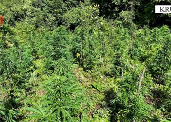 Policia asgjëson në Krujë mbi 880 bimë kanabisi –