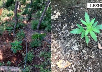 Policia sekuestron 1500 bimë kanabis në Lezhë, por autorë nuk ka –