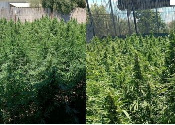 Asgjësohen 250 rrënjë kanabis në Patos, në pranga babë e bir –