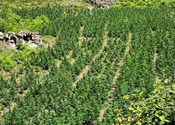 Asgjësohen 11609 bimë kanabisi në zonat e Shkodrës, 1 i arrestuar –