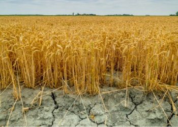 Kulturat bujqësore që po zhduken nga ndryshimet klimatike –