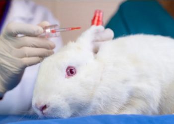 Kanadaja ndalon zyrtarisht testimin e produkteve kozmetike tek kafshët –