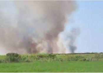 Digjen 10 hektarë tokë të mbjella me grurë në Fier –