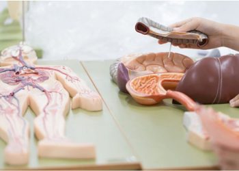 Ja organet e trupit të njeriut, pa të cilat mund të jetojmë –