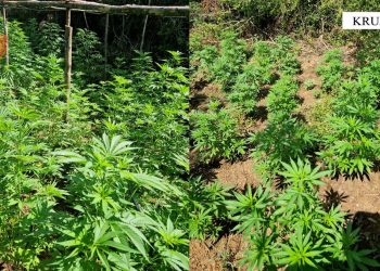 Droga në Krujë, Policia arreston kultivuesin, shpall në kërkim bashkëpunëtorin –