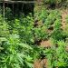 Droga në Krujë, Policia arreston kultivuesin, shpall në kërkim bashkëpunëtorin –