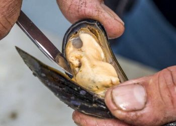 Kjo nuk duhej/ Në ishullin mesdhetar rishfaqet pas 50 vjetësh kolera –