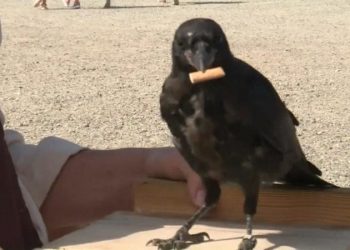 Gati projekti, ja shteti që u “gjen punë” edhe sorrave