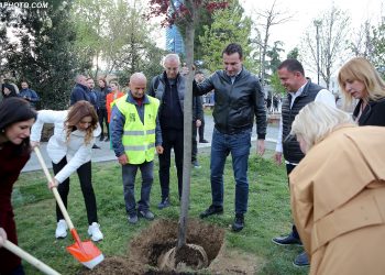 Tirana s’ka vend për të mbjellë pemë –