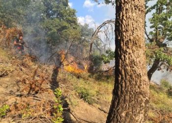 Ndezi zjarr me tymësen e bletëve, arrestohet një person –