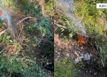 Asgjësohet kanabis në Malësitë e Krujës, asnjë i arrestuar –