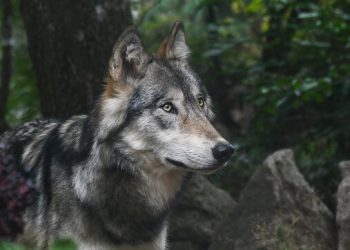 “Ujku i rekordeve” bëri 2 mijë kilometra…dhe u vra nga një fëmijë –