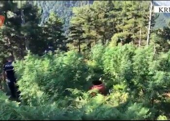 Operacion antidrogë në Krujë, Shkodër, Lezhë dhe Tropojë! –