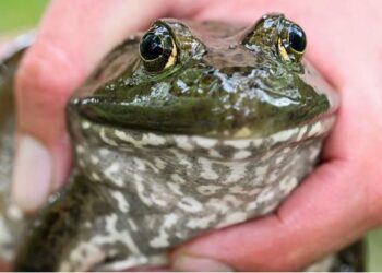 Gruaja gjen bretkosën brenda qeses me spinaq: Mirë që s’e hëngra –