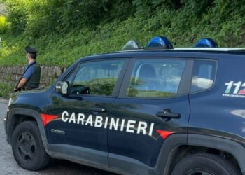 Vret babanë dhe fshihet në pyll, policia kërkon autorin –