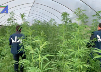 Zbulohet plantacioni i drogës në Itali, arrestohet i riu shqiptar –