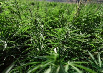 Gjermani, Qeveria miraton përdorimin e kanabisit –