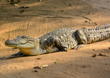 Krokodili sulmon dy ushtarët gjatë peshkimit –