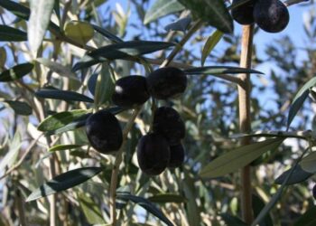 Vapa e thatësira po e shtyjnë industrinë e vajit të ullirit në krizë –