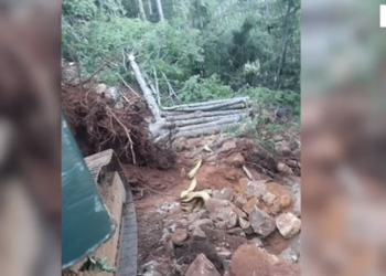 Prenë sipërfaqe pyjore në zonë të mbrojtur, arrestohen 3 shtetas –