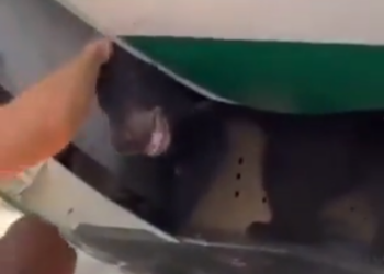 Panik brenda avionit, një ari del nga kafazi (VIDEO) –