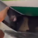 Panik brenda avionit, një ari del nga kafazi (VIDEO) –