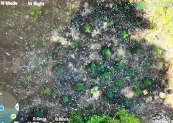 Kishin kthyer lokalet në plazh në sera kanabisi, arrestohen (VIDEO) –