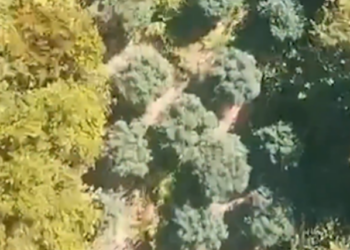 Kanabisi në Zall Herr, Peleshi largon 4 ushatarakë –