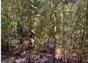 Zjarr në një ullishte, dyshohet se ishte i qëllimshëm –