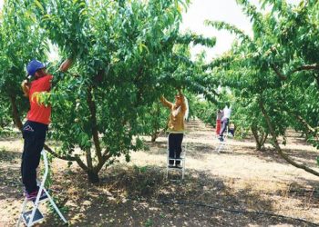 Shqiptarët duan para të larta, Greqia hedh sytë nga… –