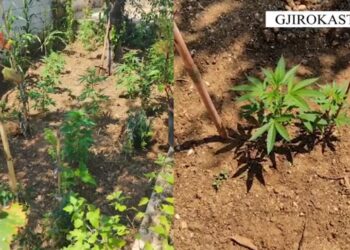 Kultivuan kanabis, arrestohen babë e bir në Lazarat –