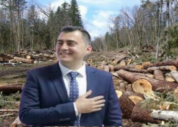 Gledjan Llatja xhiron 250 MLN lekë pa garë tek oligarkët e pyjeve –
