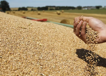 Gruri mbetet stok! Çmimi 50% më i lirë shkakton humbje tek fermerët –