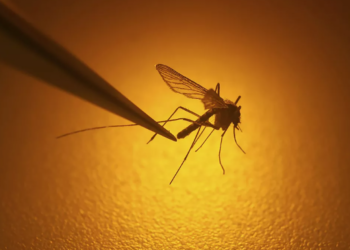 Virusi i Nilit shkakton disa viktima në shtetin ballkanik –