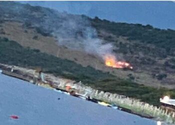 Merr flakë ullishtja në Berat –