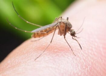 Virusi i Nilit Perëndimor në Greqi, 3 vdekje dhe 21 raste të reja –