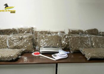 Çmontohet banda e trafikut të drogës, 24 shqiptarë në pranga –