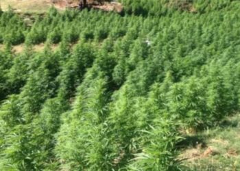 Shkodra zona me më shumë kanabis –