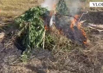Asgjësohen mijëra bimë kanabisi në Vlorë, 3 efektivë policie… –