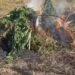 Asgjësohen mijëra bimë kanabisi në Vlorë, 3 efektivë policie… –