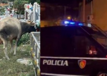 Çudira shqiptare/ Kulloste lopën në varrezat e qytetit, e pëson keq –